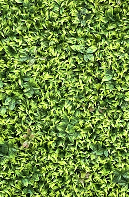 SJH Entertainment Greenery Wall